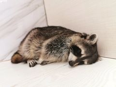 -浣熊柯尔鸭土拨鼠·电玩咖