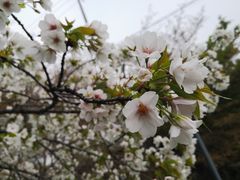 -嘉定紫藤园