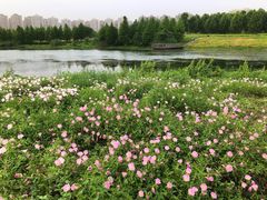 -洋湖国家湿地公园