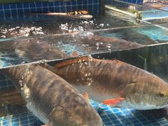 -大东海海鲜酒楼(渔人码头总店)