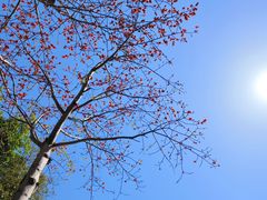 -深圳国际园林花卉博览园