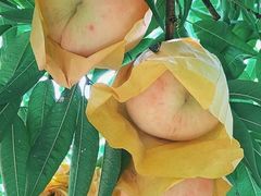 -老袁家蜜桃农场·阳山水蜜桃
