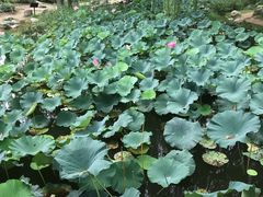 -郑州植物园