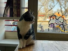 -猫小院猫主题餐厅(南锣旗舰店)