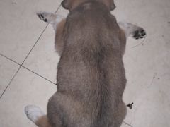 -pd派德宠物中心医院24H急重症·眼科中心·血液透析中心(嵩山北路店)