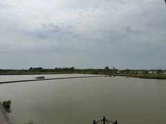 -盐城丹顶鹤湿地生态旅游区