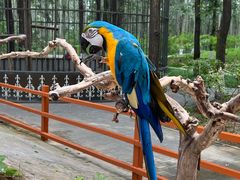 -北京野生动物园