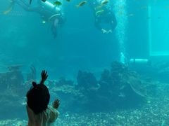 -海棠湾洲际-涛·海底餐厅·美人鱼·自助餐·海底隧道