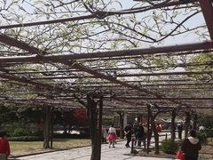 -嘉定紫藤园