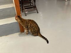 -猫友咖啡店(玉林西路店)