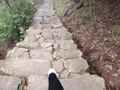 -天目山大树王景区