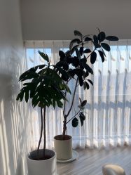 -HEYAN荷妍专业脱毛连锁机构