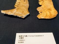 -北京周口店北京人遗址博物馆