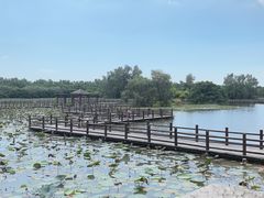 -大湾区中央湿地公园