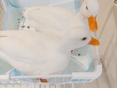 -怪兽屋·羊驼·猫咖·狗咖(俊华广场店)