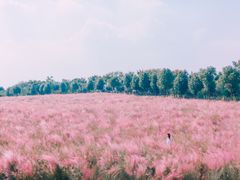 -花博汇(知音花月夜)