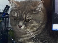 -宠颐生宠物医院·心肾内科·猫专科诊疗中心宠巢店