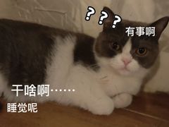 -猫友咖啡店(玉林西路店)
