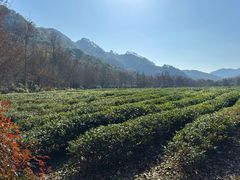 -中国茶叶博物馆(双峰馆区)