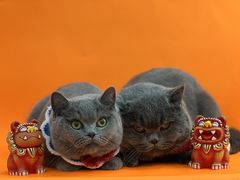 -1013 PET SHOP精品宠物商店(丁香店)