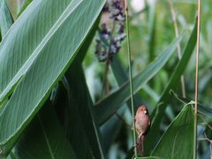-重庆彩云湖湿地公园