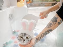 -佐罗家宠物馆·猫文化馆(紫霞路店)