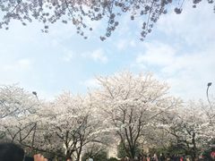 -武汉大学-樱园
