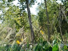 -合肥滨湖国家森林公园