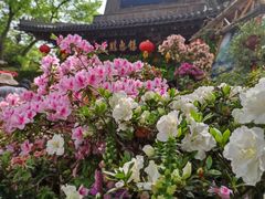 -惠山古镇·寄畅园