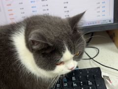 -瑞鹏宠物医院·普外科·影像科·皮肤科(城市山谷分院)