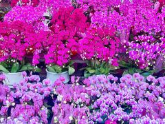-越秀西湖花市(广州城市广场花卉店)