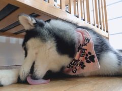 -Husky Go! 哈士奇体验馆·宠物咖啡厅狗咖
