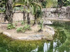 -深圳野生动物园