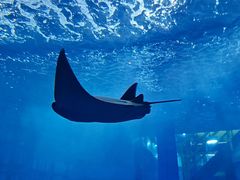 -迪拜水族馆及水下动物园