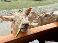 -常州淹城野生动物世界