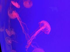 -上海海洋水族馆-停车场