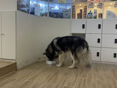 -李小姐の猫咖啡馆(五角场店)