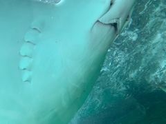 -悉尼海洋生物水族馆