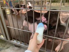 -深圳野生动物园
