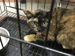 -宠物星动物医院·眼科·异宠·猫科(江南大道总院)