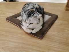 -猫和宫(六道口店)