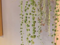 -迪欧咖啡·中西餐融合菜(平江万达旗舰店)