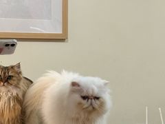 -滚猫咖啡·猫咖·猫友好撸猫(未来城店)