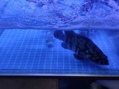 -鼓歌海鲜舫·手抓海鲜(大学城店)