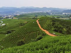 -龙坞茶村