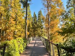 -黄海国家森林公园