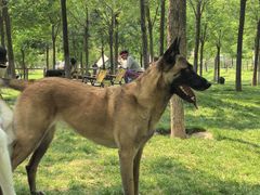 -爪吧宠物乐园 (温榆河示范区店)