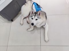 -怪兽屋·羊驼·猫咖·狗咖(俊华广场店)