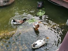 -西双版纳洲际度假酒店-海鲜傣味烧烤·侬香全日制餐厅