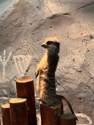 -Zoolung Zoolung动物主题公园(海信广场店)